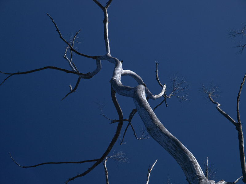 Kangaroo Island, Eucalyptus
